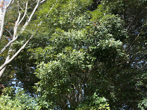 Lithocarpus edulis