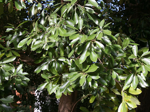 Lithocarpus edulis