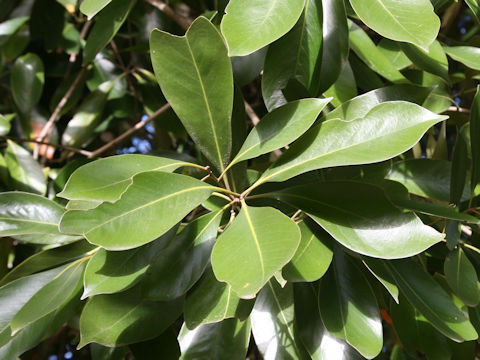 Lithocarpus edulis