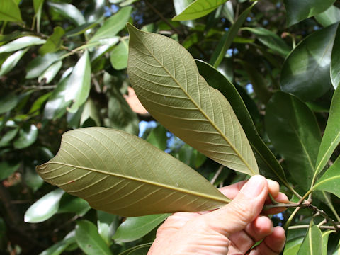 Lithocarpus edulis