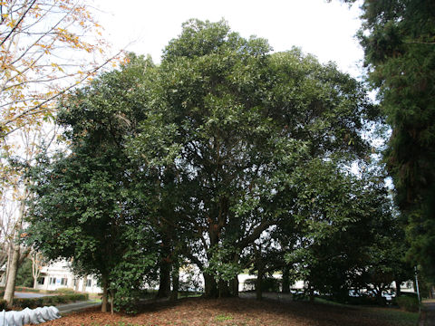 Lithocarpus edulis