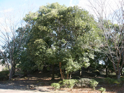 Lithocarpus edulis