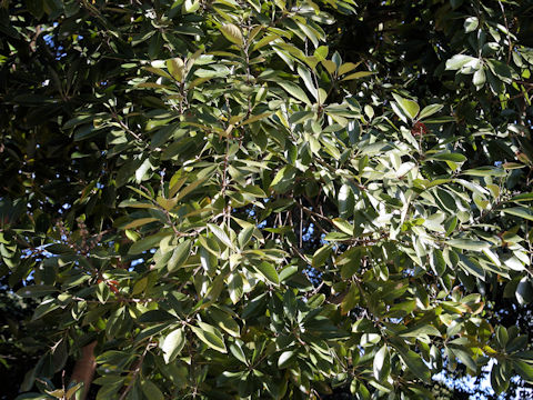 Lithocarpus edulis