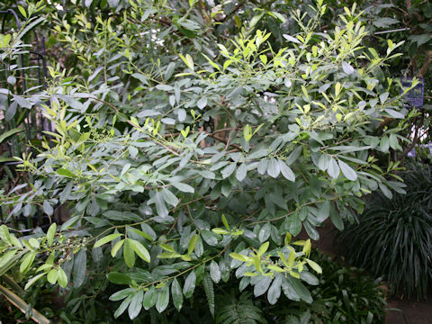 Ilex paraguayensis
