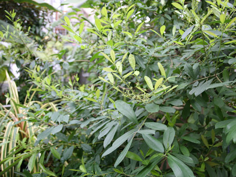Ilex paraguayensis
