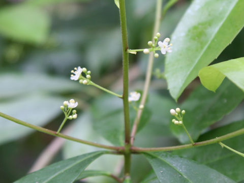 Ilex paraguayensis