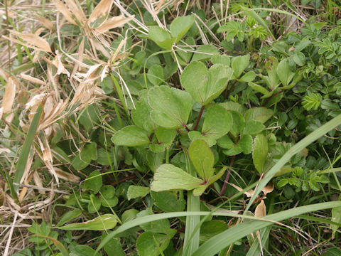 Ligusticum hultenii