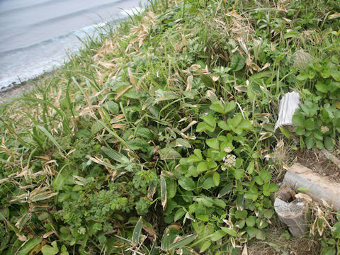 Ligusticum hultenii