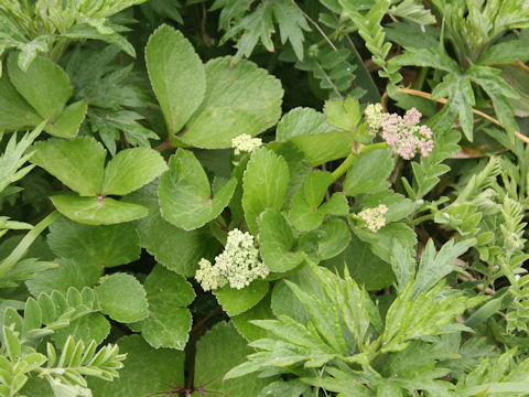 Ligusticum hultenii