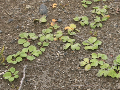 Ligusticum hultenii