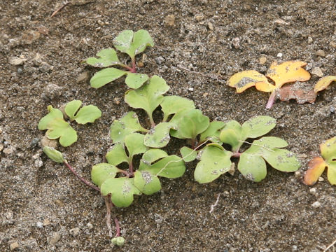 Ligusticum hultenii