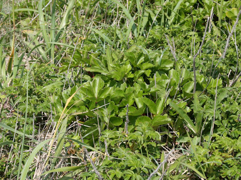 Ligusticum hultenii