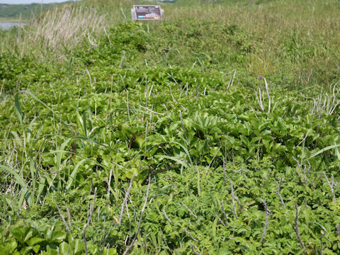 Ligusticum hultenii