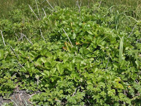 Ligusticum hultenii