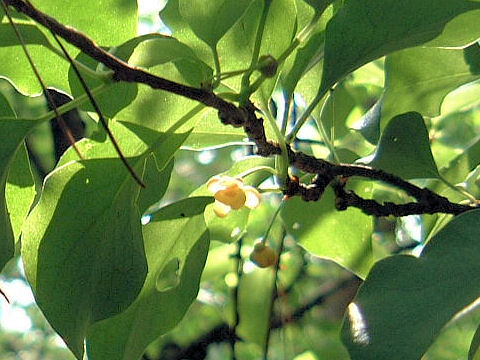 Schisandra nigra