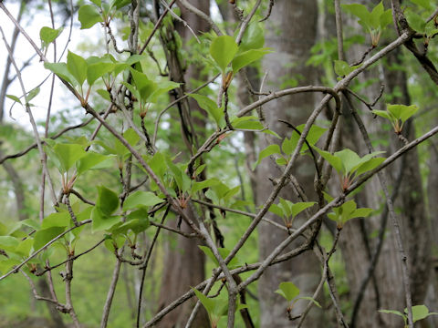 Schisandra nigra