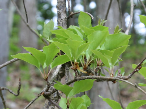 Schisandra nigra