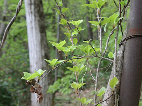 Schisandra nigra