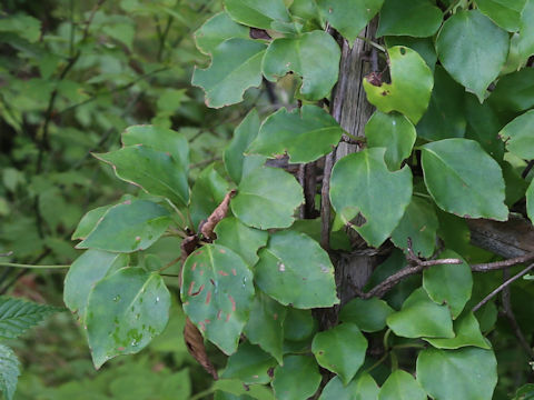 Schisandra nigra