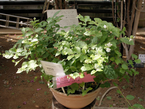 Jasminum sambac