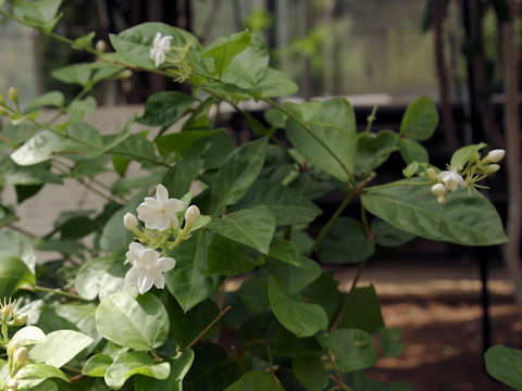 Jasminum sambac