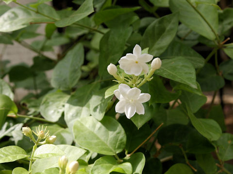 Jasminum sambac