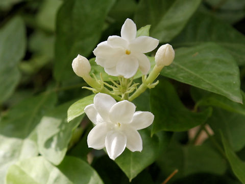 Jasminum sambac