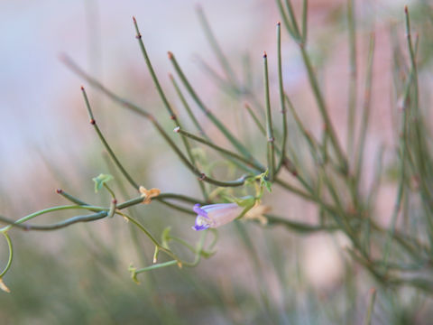 Maurandya antirrhiniflora