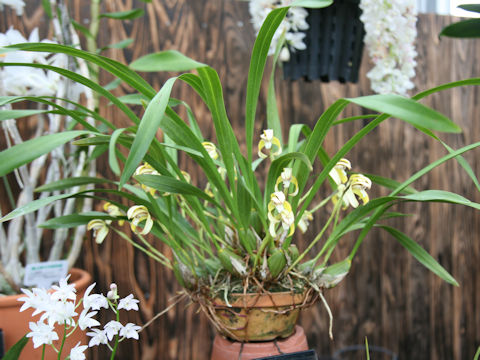 Maxillaria marginata