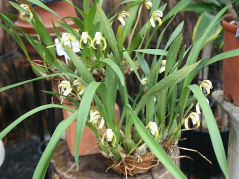 Maxillaria marginata