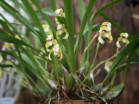 Maxillaria marginata