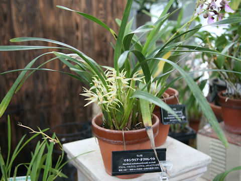 Maxillaria ochroleuca