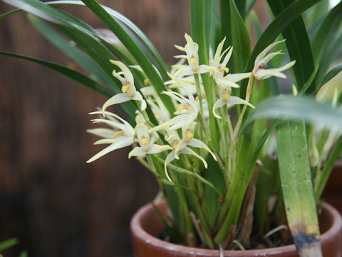 Maxillaria ochroleuca