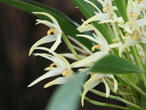 Maxillaria ochroleuca
