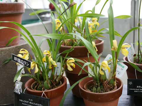 Maxillaria porphyrostele
