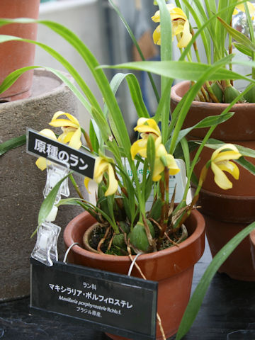 Maxillaria porphyrostele