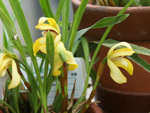 Maxillaria porphyrostele