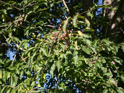 Euonymus sieboldianus