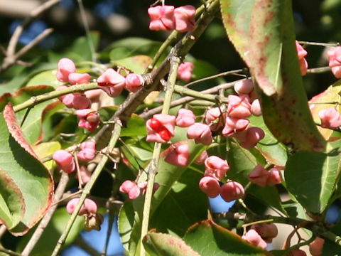 Euonymus sieboldianus