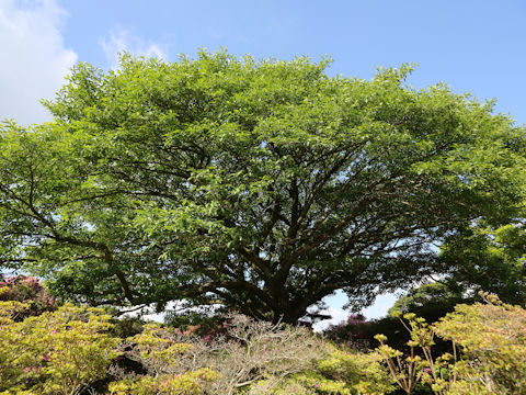 Euonymus sieboldianus