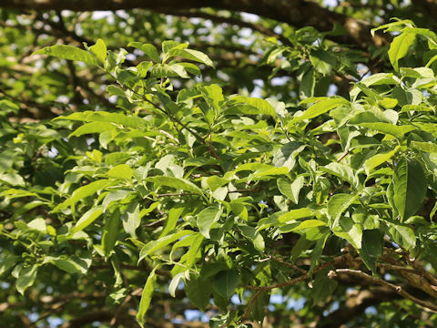 Euonymus sieboldianus