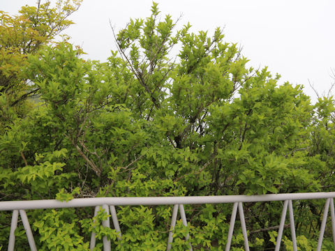 Euonymus sieboldianus