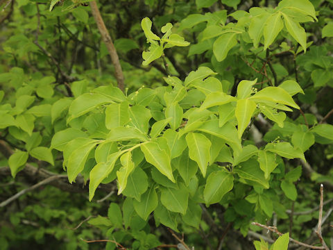 Euonymus sieboldianus