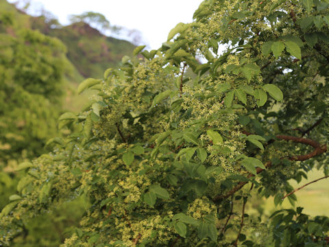 Euonymus sieboldianus