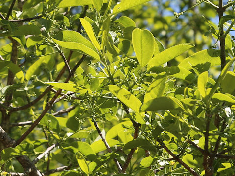 Euonymus sieboldianus