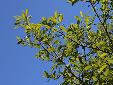 Euonymus sieboldianus