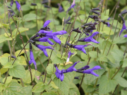 Salvia guaranitica