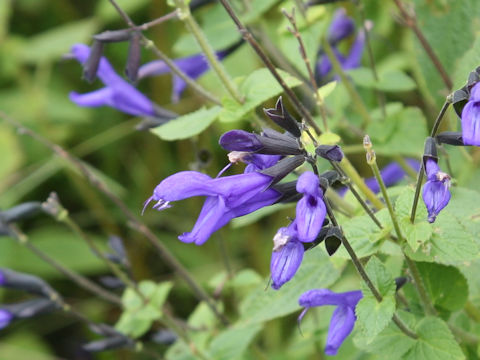 Salvia guaranitica