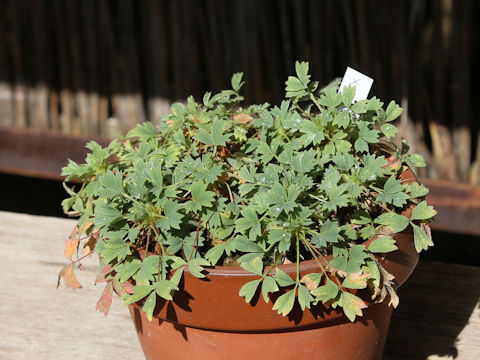 Potentilla miyabei