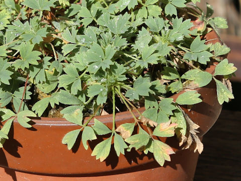 Potentilla miyabei